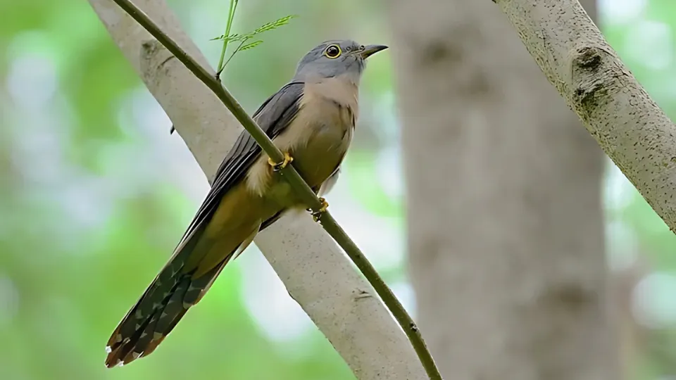 burung cungcuing